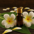 frangipani-oil-1.png