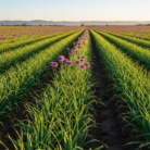 garlic-co2-extract-oil-3.png