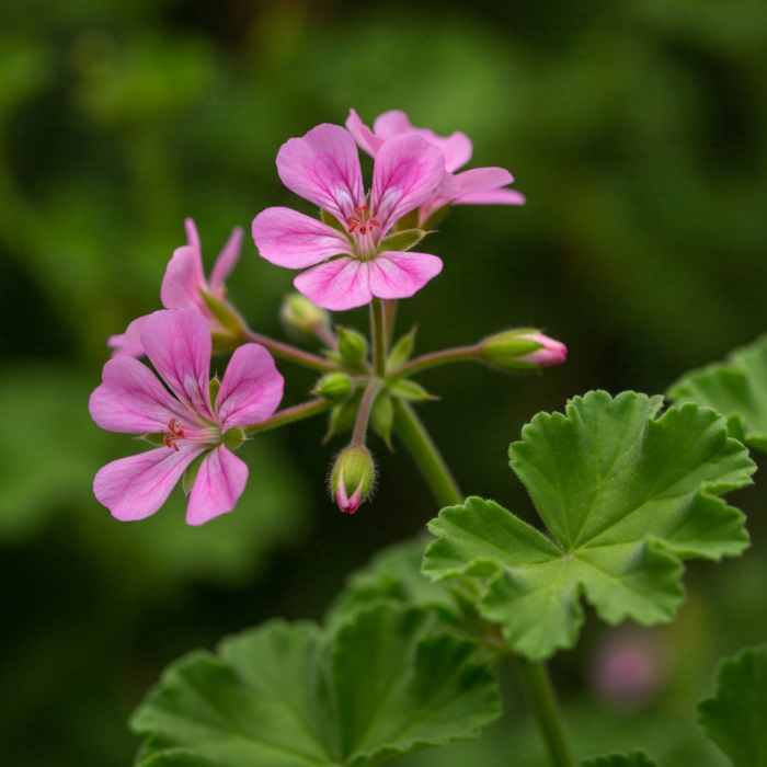 geraniumegypt-oil-certified-organic-2.png geraniumegypt-oil-certified-organic-2.png