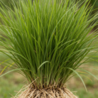 gingergrass-oil-2.png