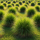 gingergrass-oil-3.png