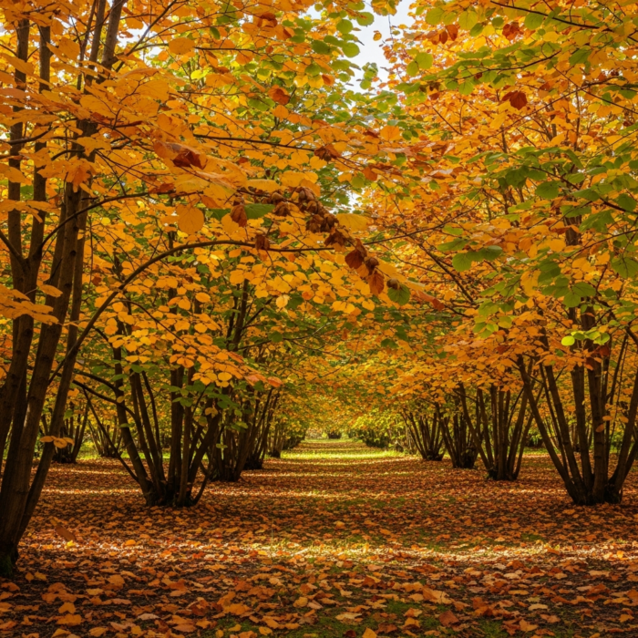 hazel-nut-oil-3.png hazel-nut-oil-3.png