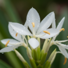 hedychium-water-2.png