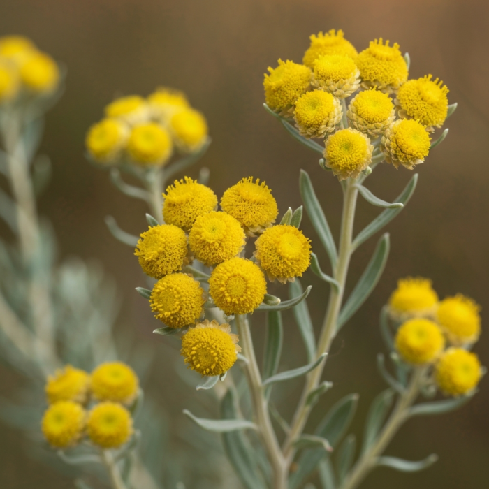 helichrysum-oil-2.png