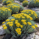 helichrysum-oil-3.png