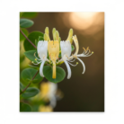 honeysuckle-oil-2.png