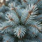 idaho-blue-spruce-oil-2.png