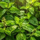 indian-basil-chavicol-2.jpg