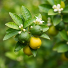 jade-lemon-oil-2.png