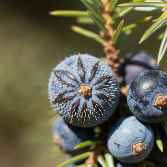 juniper-berry-therapeutic-grade-oil-2.png