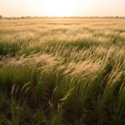 khus-attar-indian-vetiver-3.png