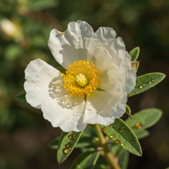 labdanum-absolute-oil-rock-rose-2.png