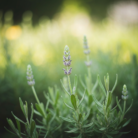 lavender-green-absolute-oil-2.png