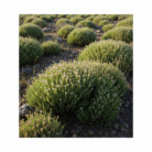lippia-origanoides-oil-3.png