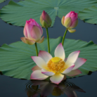lotus-oil-2.png