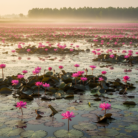lotus-pink-absolute-oil-3.png