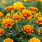 marigold-rub-genda-tegetes-absolute-oil-2.png