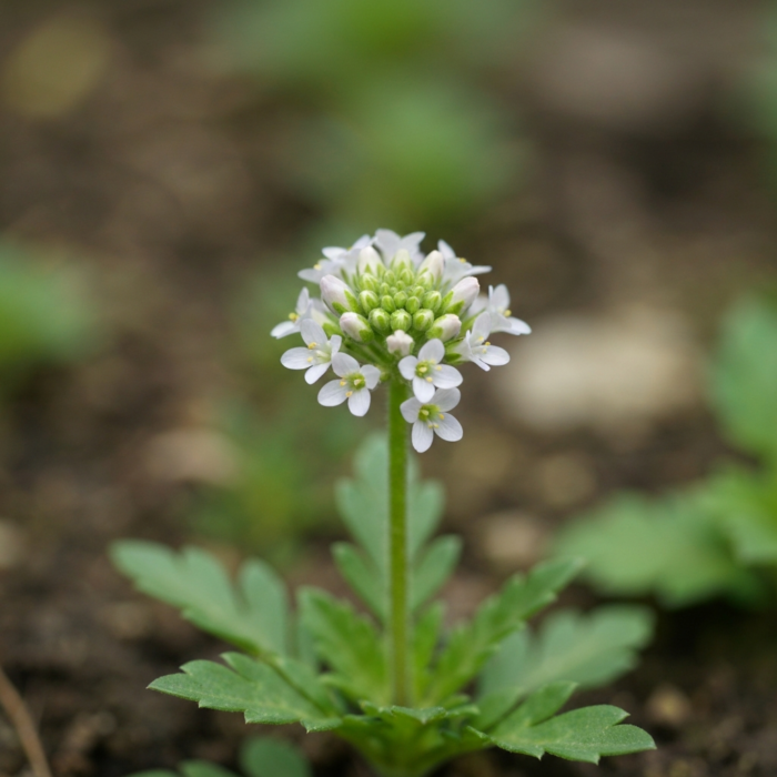 mastrante-oil-2.png mastrante-oil-2.png