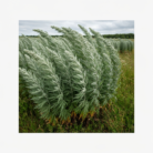 mugwort-oil-3.png