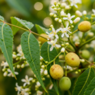 neem-carrier-oil-2.png