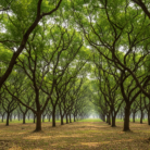 neem-carrier-oil-3.png