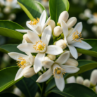 neroli-absolute-oil-2.png