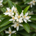 neroli-co2-extract-oil-2.png