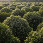 neroli-co2-extract-oil-3.png