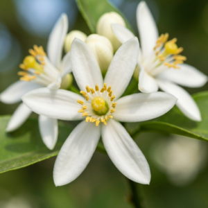 neroli-oil-2.png