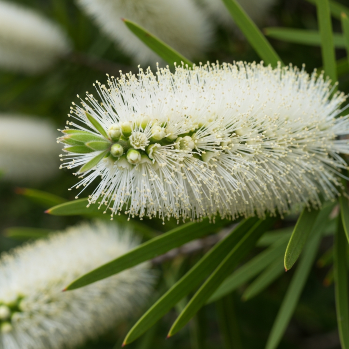 niaouli-oil-2.png niaouli-oil-2.png