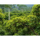 nutmeg-co2-extract-oil-3.png