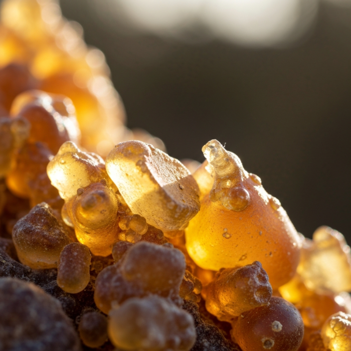 olibanum-oil-2.png olibanum-oil-2.png