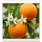 orange-therapeutic-grade-oil-2.png