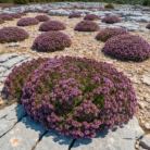 oregano-therapeutic-grade-oil-3.png