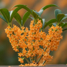 osmanthus-absolute-oil-2.png