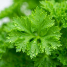parsley-leaf-oil-2.png