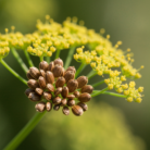 parsley-seed-oil-2.png