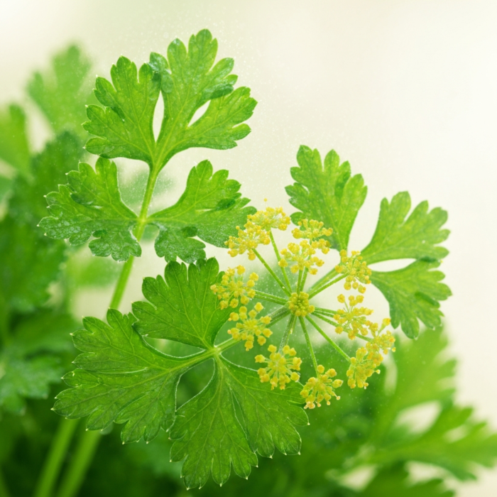 parsley-seed-water-2.png