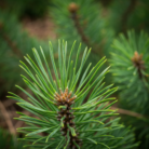 pine-needle-oil-2.png
