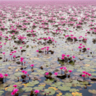 pink-lotus-absolute-oil-3.png