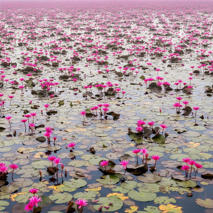 pink-lotus-absolute-oil-3.png