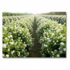 pure-jasmine-oil-3.png