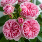 rose-damask-absolute-oil-2.png