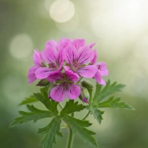 rose-geranium-oil-2.png
