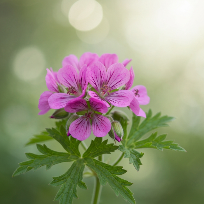 rose-geranium-oil-2.png