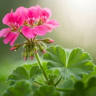 rose-geranium-water-2.png
