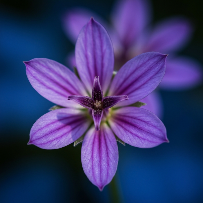 saffron-zafran-kesar-absolute-oil-2.png saffron-zafran-kesar-absolute-oil-2.png