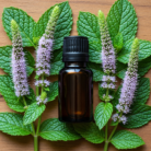 spearmint-oil-1.png