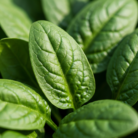 spinach-leaf-absolute-oil-2.png
