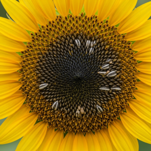 sunflower-carrier-oil-2.png